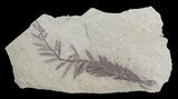 Metasequoia (Dawn Redwood) Fossil - Montana #62301-1